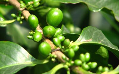 Caffè verde: proprietà, benefici e controindicazioni